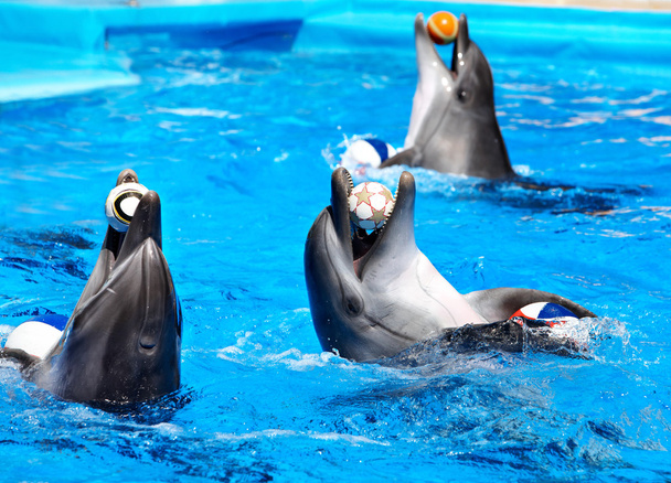 Дельфин в голубой воде
. - Фото, изображение