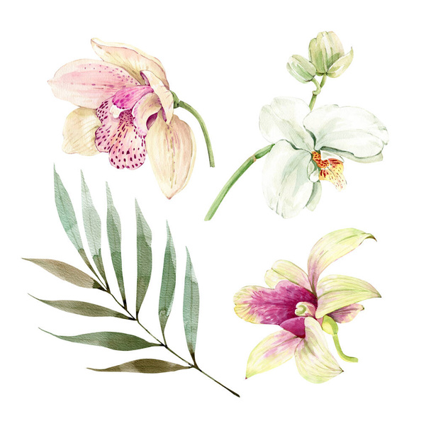 Botanische Sammlung von Aquarell-Illustrationen tropischer Blumen und Pflanzen auf weißem Hintergrund. handbemalt . - Foto, Bild