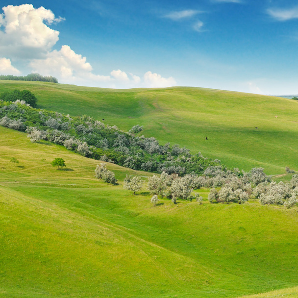 grünes Feld und blauer Himmel mit leichten Wolken - Foto, Bild