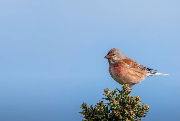 Male common linnet perched in a bush. Spain - Photo, Image