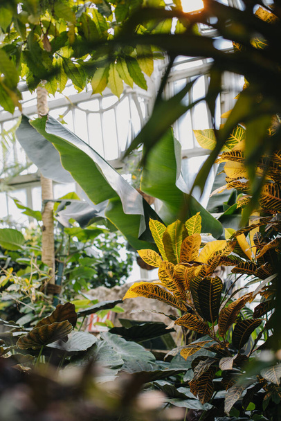 Incroyables plantes tropicales dans une serre, Vienne, Autriche. Concentration sélective. - Photo, image