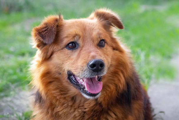 Perro marrón mullido de buen carácter con una boca abierta de cerca - Foto, imagen