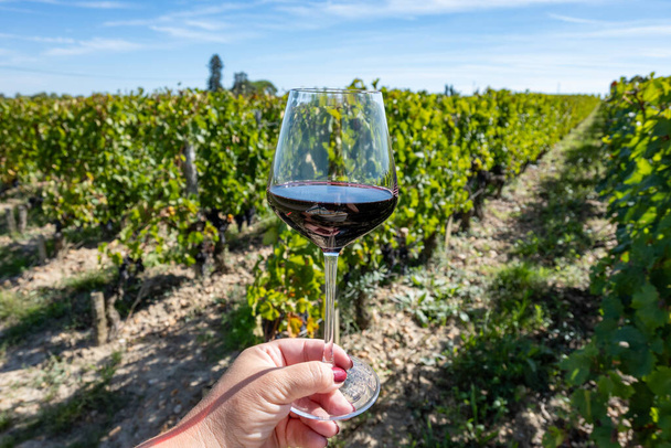 Vörösbordeaux-i bor, merlot vagy cabernet sauvignon vörösbor kóstolója Pomerol, Saint-Emilion bortermelő régió, Franciaország, Bordeaux cru osztályú szőlőültetvényein - Fotó, kép