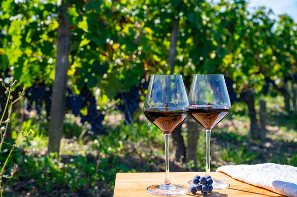 Degustación de vino tinto de Burdeos, Merlot o Cabernet Sauvignon uvas tintas en viñedos de clase cru en Pomerol, región vinícola de Saint-Emilion, Francia, Burdeos - Foto, imagen