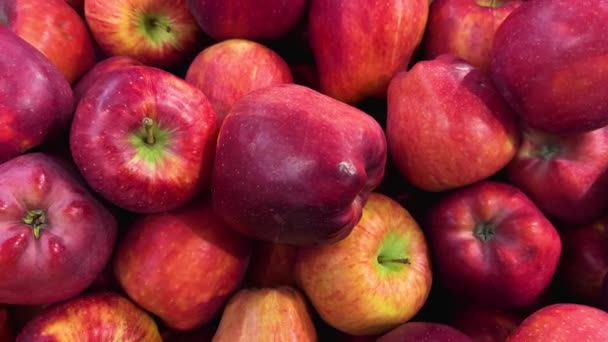 Κόκκινα μήλα από την κορυφή σε dolly shot  - Πλάνα, βίντεο