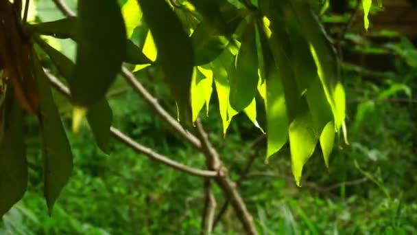 Hojas de mandioca verde y fresca soplando en la brisa. Fondo natural con espacio negativo - Imágenes, Vídeo
