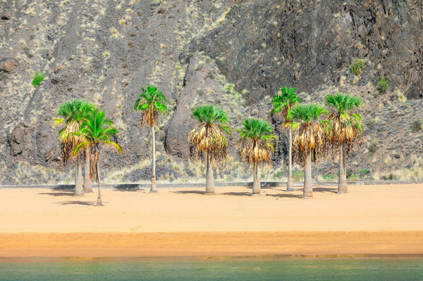 Palm trees on the sandy tropical beach. Playa de Las Teresitas in  Santa Cruz de Tenerife - Photo, Image