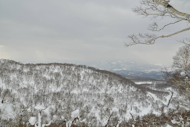 Хоккайдо Япония зимний ландшафтный лес деревья лыжных туринговых видов спорта. Высокое качество фото - Фото, изображение