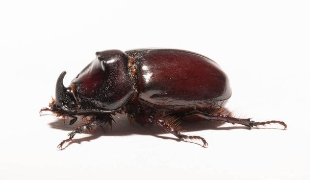 European rhinoceros beetle (Oryctes nasicornis) is a large flying beetle belonging to the subfamily Dynastinae. Imago, recessive, submissive male. - Photo, Image
