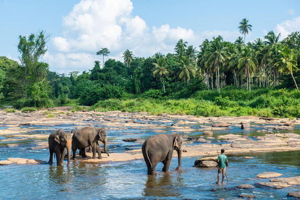 Grupa dzikich słoni w wiosce Pinnawala w Sri Lance. Pinnawala ma największe stado słoni w niewoli na świecie. - Zdjęcie, obraz