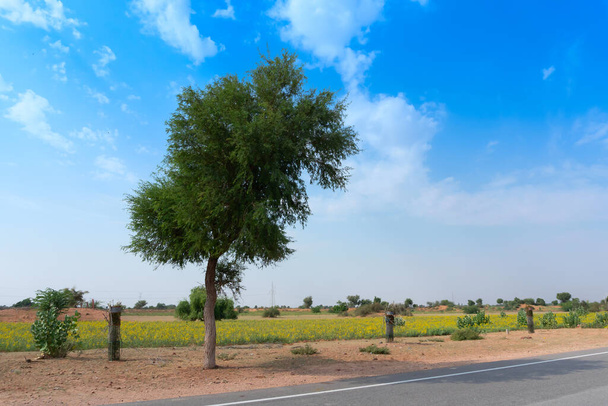 Большое дерево, стоящее в одиночестве рядом с плантацией семян горчицы возле Джодхпура, в пустыне Тар с голубым небом, Раджастан, Индия. - Фото, изображение