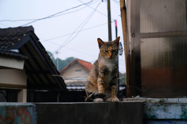 Çizgili bir kedi bahçedeki çitin üzerinde oturuyor. Kahverengi, beyaz ve turuncu karışımlı kedi. Hayvan fotoğrafçılığı. Hayvan teması. Seçici Odaklanma. Evcil kedi. Makro mercekle çekilmiş. - Fotoğraf, Görsel