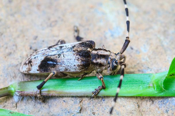 escarabajo de cuerno largo en Género Batocera
 - Foto, Imagen