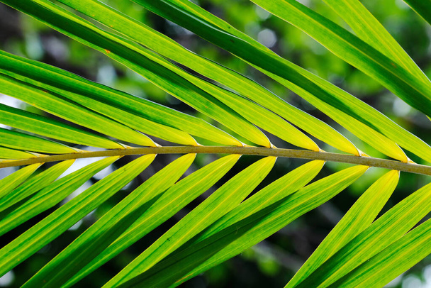 green palm leaves on a background of palm leaves - Photo, Image