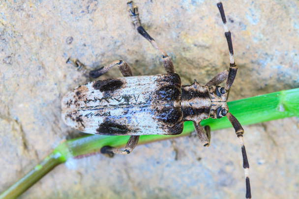 cins batocera Longhorn beetle - Fotoğraf, Görsel