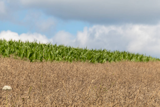 Campo de trigo y cielo azul - Foto, imagen