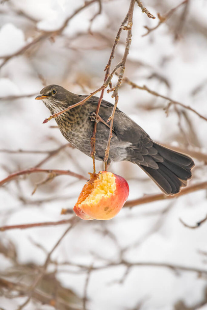 Fieldfare (Turdus pilaris) medium-sized bird with gray plumage, the animal sits on a tree branch and eats a red apple on a winter day. - Photo, Image