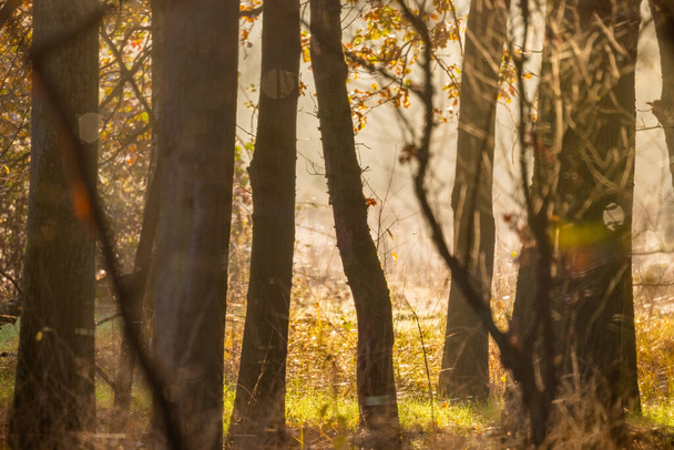 Een serene herfstochtend wordt prachtig vastgelegd als nevel door een bos weeft, met zonlicht dat een zachte, betoverende gloed creëert. De bomen staan hoog, gedeeltelijk bedekt door de wazige lucht, terwijl de warme - Foto, afbeelding