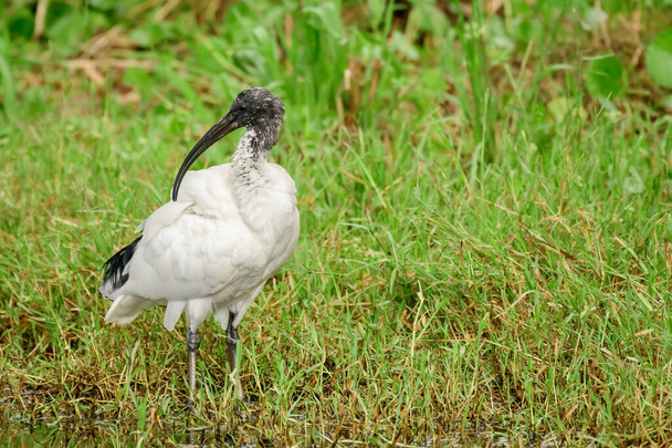 Australiano branco ibis (Threskiornis molucca) um grande pássaro com uma cabeça preta e plumagem branca, o animal fica na grama verde no parque em um dia ensolarado. - Foto, Imagem
