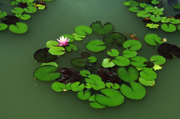 Water lily - Valokuva, kuva