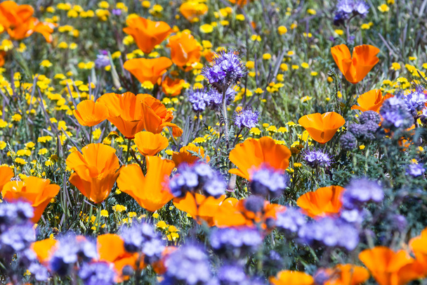 California Poppies-Eschscholzia californica
 - Foto, imagen