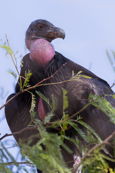 California Condor - Fotoğraf, Görsel