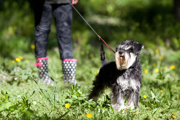 Hund posiert auf Gras - Foto, Bild