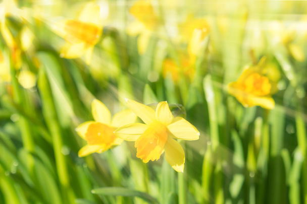 Jarní květ narcisu narcisy žluté sluncem květy s su - Fotografie, Obrázek