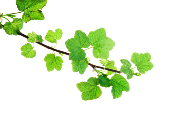 Branch-of-Currant-with-Young-Spring-Leaves-isolated-on-White
 - Фото, зображення