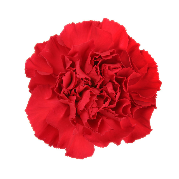 Carnation bloem - Foto, afbeelding