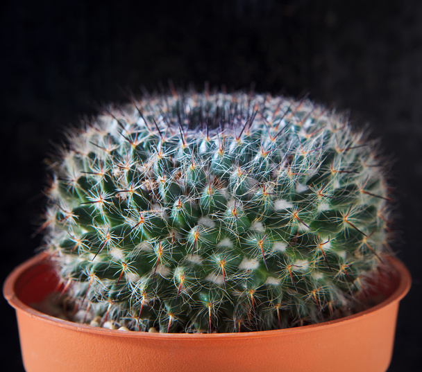 acercar agujas de suculentas plantas de cactus en maceta contra la oscuridad
  - Foto, Imagen