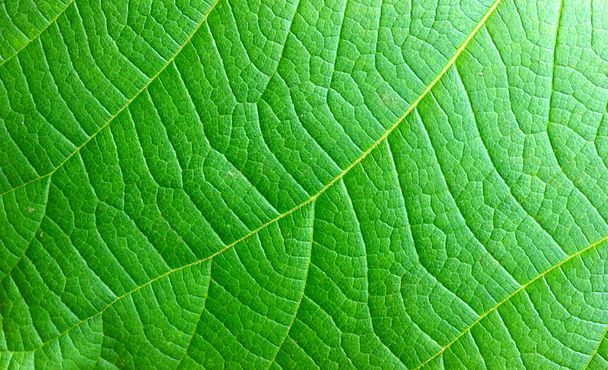 Πράσινο φύλλο αφηρημένη φύση φόντο - Φωτογραφία, εικόνα