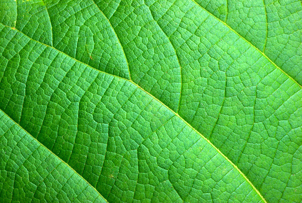 Yeşil yaprak soyut doğa arkaplanı - Fotoğraf, Görsel