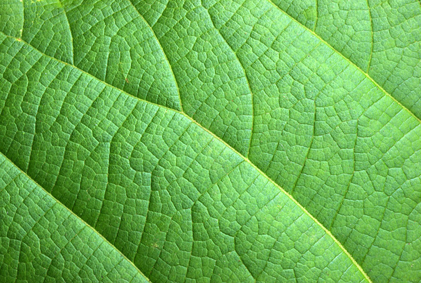 Zielony liść abstrakcyjne tło natury - Zdjęcie, obraz
