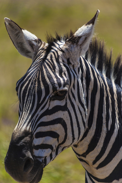Head Of A Zebra - Foto, Imagen
