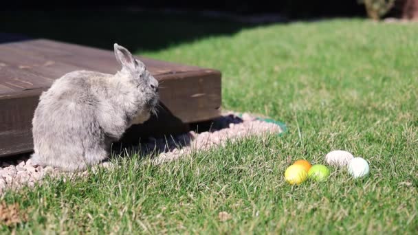 Piccolo coniglietto vicino uova di Pasqua decorate sull'erba. Concetto vacanze pasquali. - Filmati, video