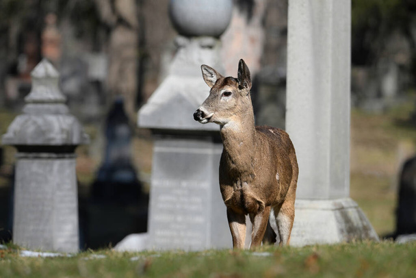Оповістити міську дику природу фотографія білохвостого оленя на кладовищі  - Фото, зображення