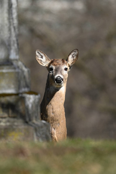 Upozornit divokou zvěř na fotografii jelena běloocasého na hřbitově  - Fotografie, Obrázek