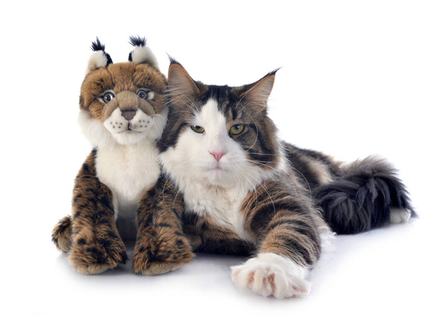 portrait of a purebred  maine coon cat and cuddly toy on a white background - Photo, Image