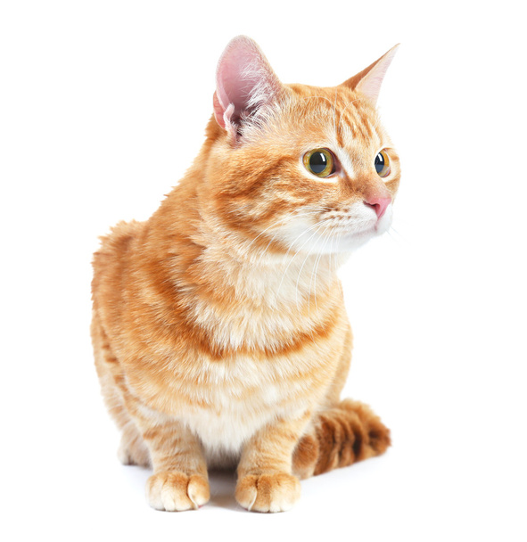 Portrait of red cat isolated on white - Foto, Imagen