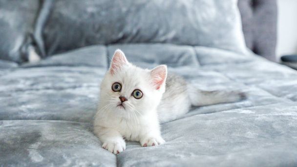 ふわふわした白いスコットランドの子猫は,ベッド,フロントビュー,テキストのためのスペースに横たわっています. かわいい若いイギリスのショートヘア 茶色の目を持つ白い猫 - 写真・画像