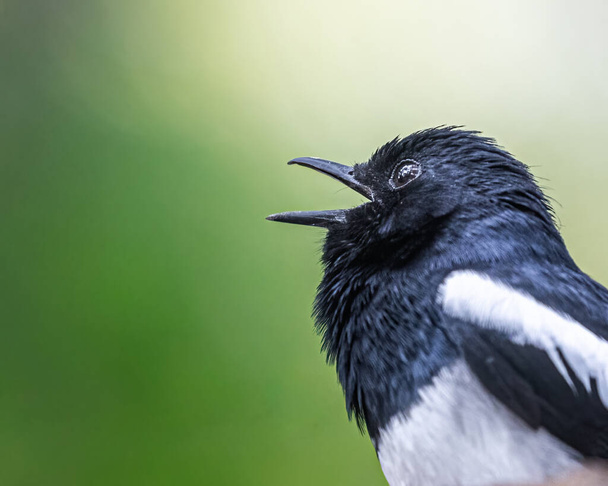 A Close up of Oriental Magpie - Photo, Image