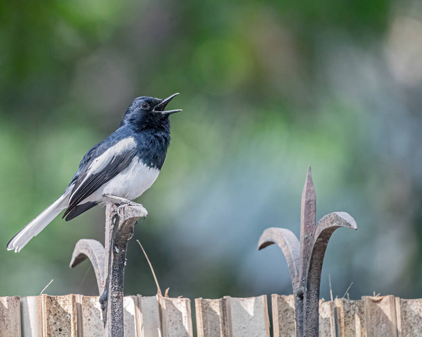 A Oriental Magpie calling from railing - Photo, Image