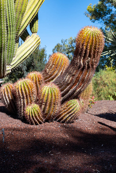Botanikus kert különböző trópusi zamatos növények zöld kaktuszok napsütéses nap - Fotó, kép