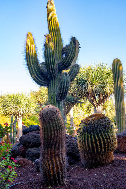 Jardin botanique avec différentes plantes tropicales succulentes cactus verts dans la journée ensoleillée - Photo, image