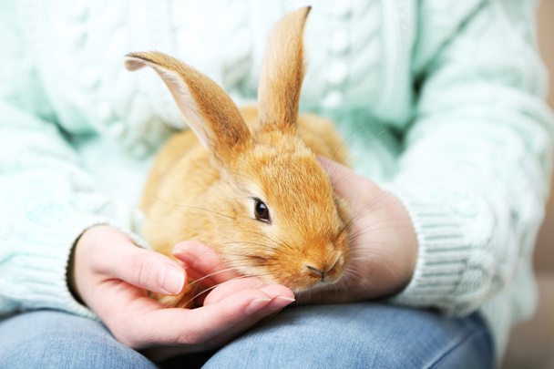 Woman holding little cute rabbit, close up - Photo, Image