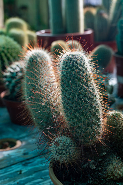 Kerti növények bolt különböző trópusi zamatos növények zöld kaktuszok edényekben közeli - Fotó, kép