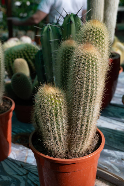 Zahradní rostliny obchod s různými tropické šťavnaté rostliny zelené kaktusy v hrncích zavřít - Fotografie, Obrázek