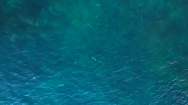 Czarna płetwa rekina rafowego w niebieskim turkusowym morzu. pionowe ptaki widok drona oko. Wysokiej jakości materiał 4k - Materiał filmowy, wideo