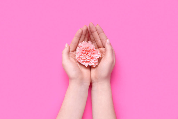 Mãos femininas com bela flor de cravo no fundo rosa, close-up - Foto, Imagem